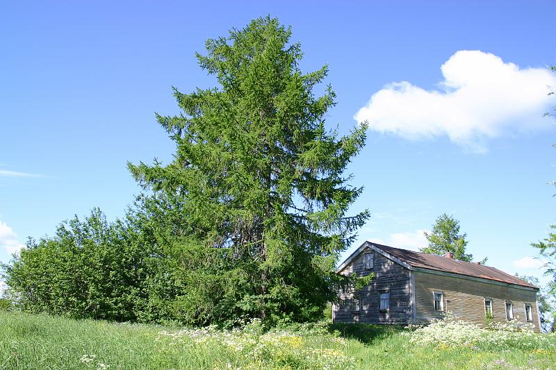 lehmila_juhannus_2005 010.jpg